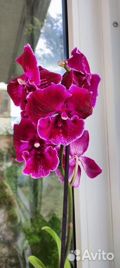 Орхидея биг лип