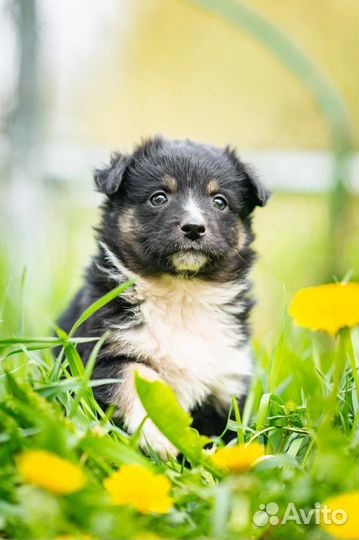 Щенок девочка 2 месяца