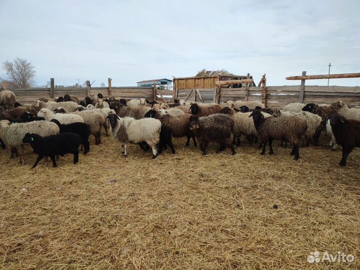 Овцы бараны ягнята