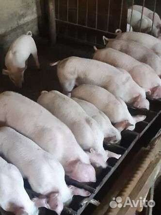 Поросята мать см1 отец дюрок-петрен.возраст от 45
