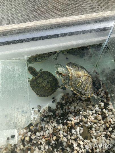 Черепаха с аквариумом