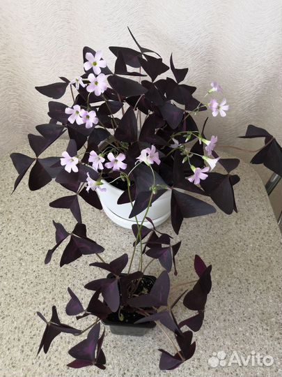 Кислица оксалис, хлорофитумы