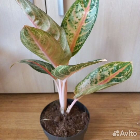 Аглаонемы сортовые