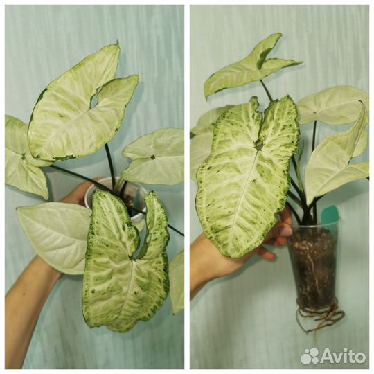 Сингониумы сортовые