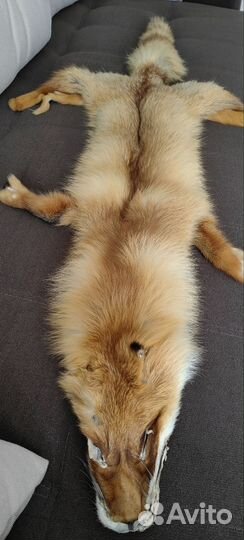 Шкура лисы выделанная