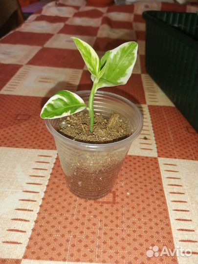 Комнатные растения