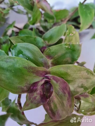 Каллизия Конгреста