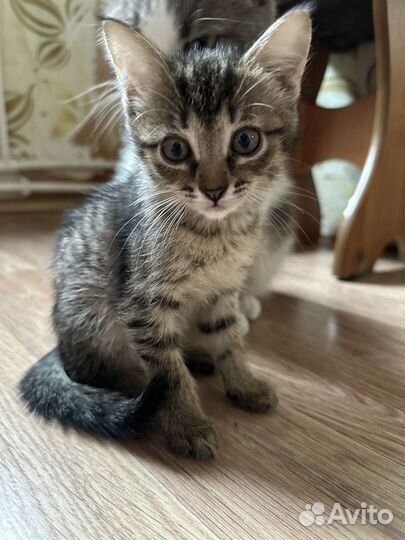 Котята