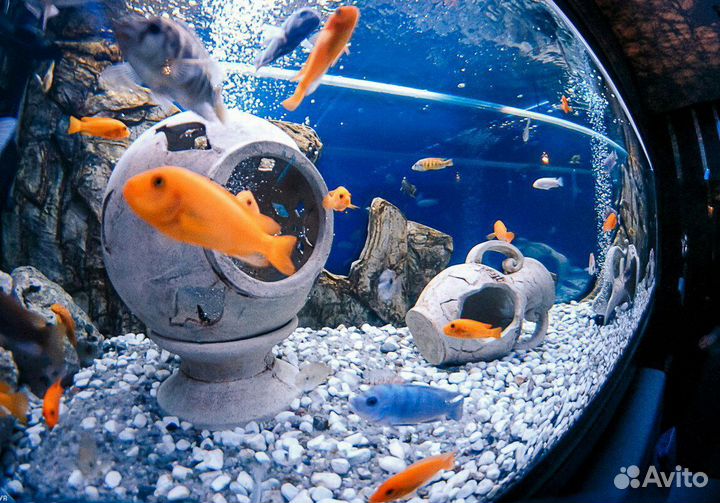 Чистка и обслуживание аквариумов в Крыму