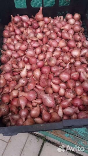 Лук семейный