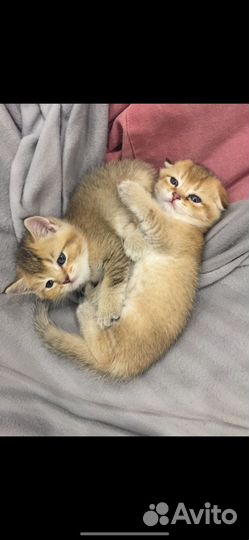 Котята шиншилла, рэгдолл, ориентал