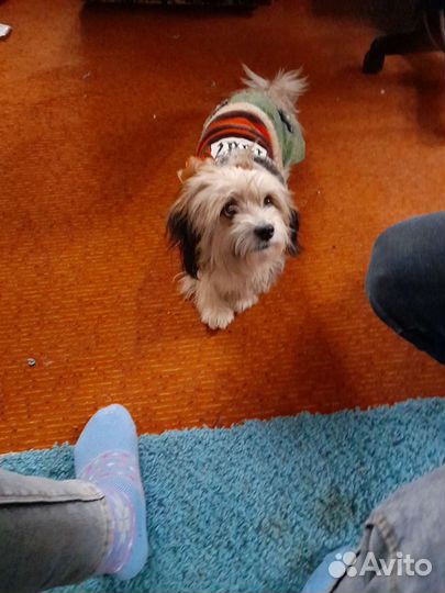 Болонка вязка