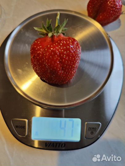 Земляника Азия саженец