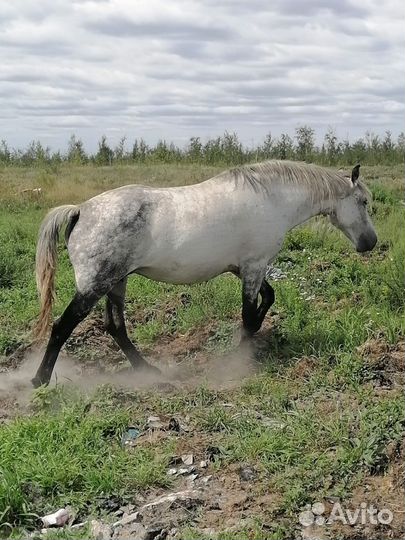 Лошади