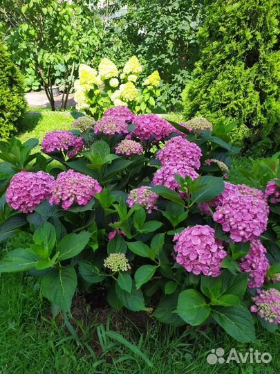 Гортензия крупнолистная саженцы