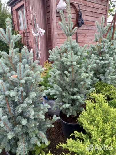 Хвойные растения в ассоитименте