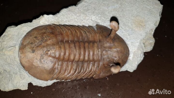 Трилобит Азафус Asaphus Kowalewskii
