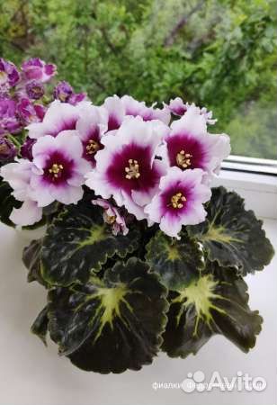 Продам цветы комнатные фиалки сортовые
