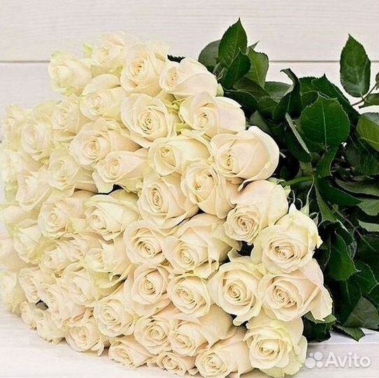 Высокие розы Гигантские розы 110