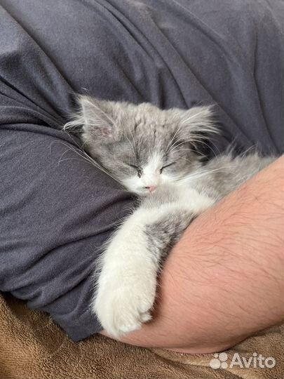 Шотландский котик