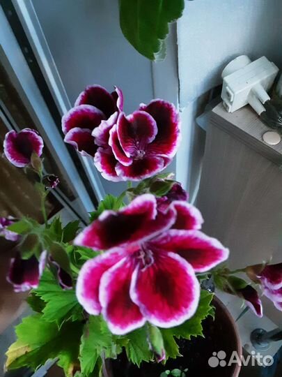 Пеларгонии