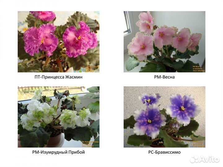 Фиалки. Продаются детки сортовых фиалок