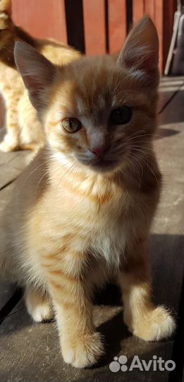 Кошки в добрые руки