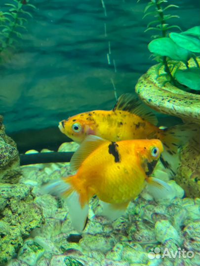 Украшение для аквариума