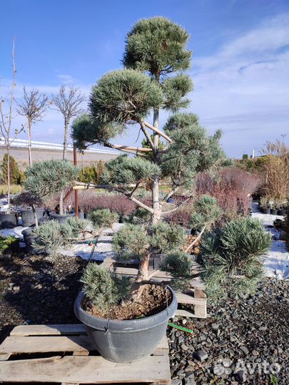 Сосна, бонсай (ниваки)