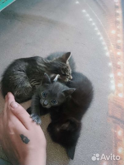 Котятки в добрые руки