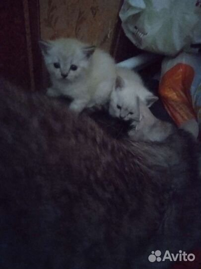 Кошки бесплатно