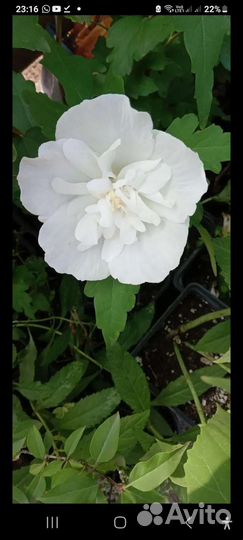 Декоративные, плодовые, деревья и кустарники