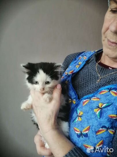 Котята в добрые руки бесплатно