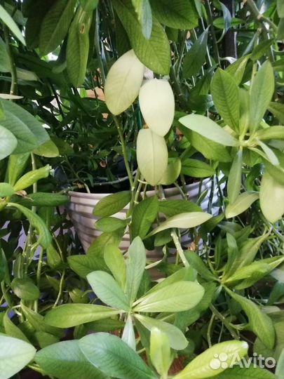 Синадениум 2метра