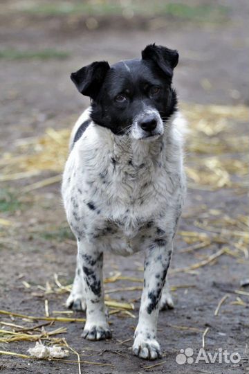 Собака Кукла