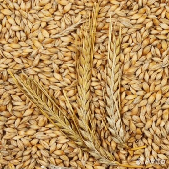 Ячмень, пшеница