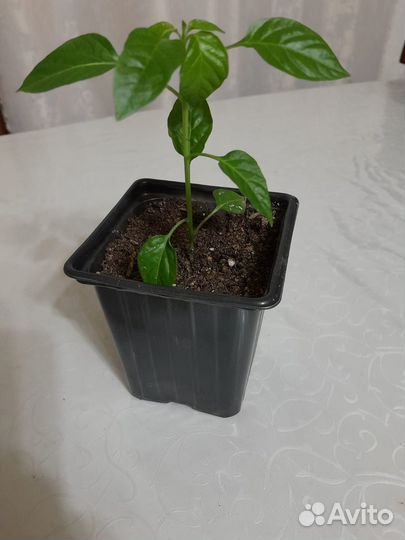 Саженцы декоративного перца Алладин