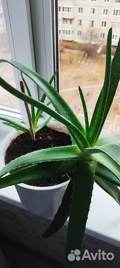 Алоэ вера растение