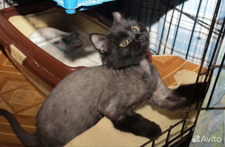 Черная кошечка в добрые руки