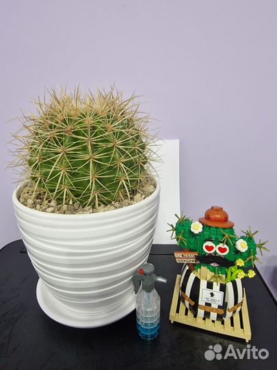 Кактус Эхинокактус Грузони в горшке круглый