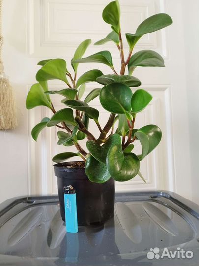 Пеперомия туполистная