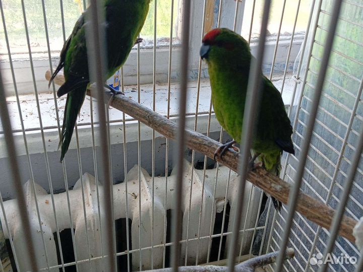 Попугаи какарики