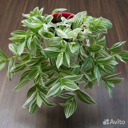 Комнатные растения традесканция белоцветковая