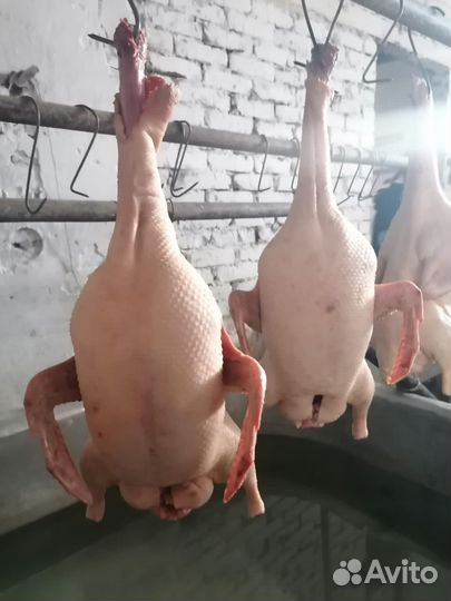 Мясо утки, муларда, гуся