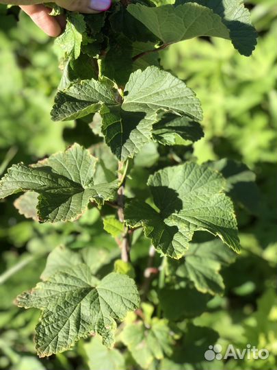 Садовые растения