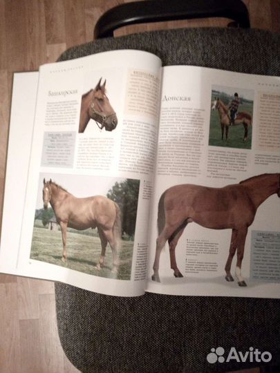Книга Лошади и уход за ними
