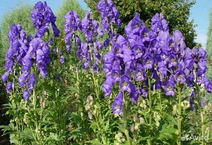 Продам многолетники, саженцы