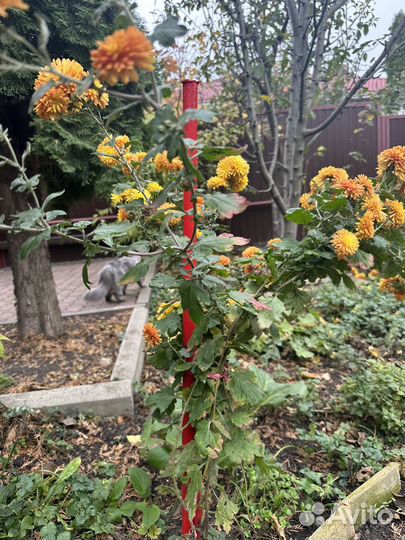 Хризантема дубок