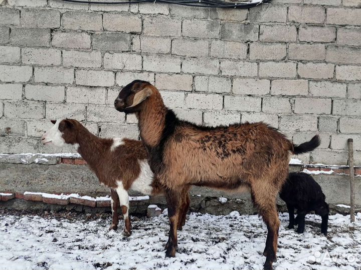 Козел на племя, козы дойные