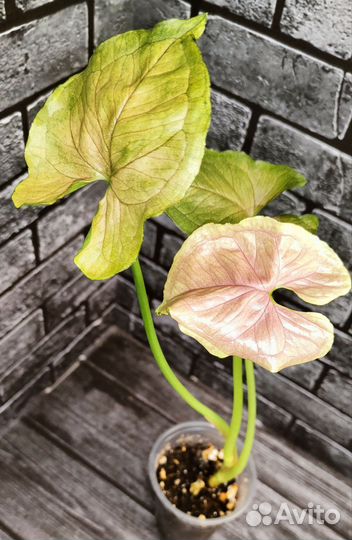 Сингониумы сортовые 2